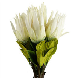 Leaf Pack Of 6 X 65Cm Protea Sugarbush Flower Stem - White - thumbnail 1