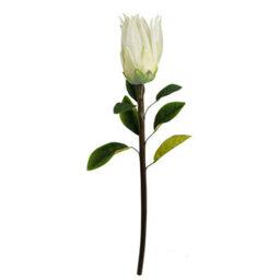 Leaf Pack Of 6 X 65Cm Protea Sugarbush Flower Stem - White - thumbnail 2