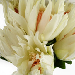 Leaf Pack Of 6 X 65Cm Protea Sugarbush Flower Stem - White - thumbnail 3