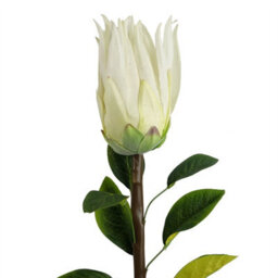 Leaf Pack Of 6 X 65Cm Protea Sugarbush Flower Stem - White - thumbnail 5