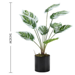 Living And Home Potted Fake Plants Artificial Calathea White Fusion For Home Decoration 545mm (H) - thumbnail 5