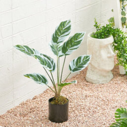 Living And Home Potted Fake Plants Artificial Calathea White Fusion For Home Decoration 545mm (H) - thumbnail 1