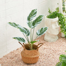 Living And Home Potted Fake Plants Artificial Calathea White Fusion For Home Decoration 545mm (H) - thumbnail 2