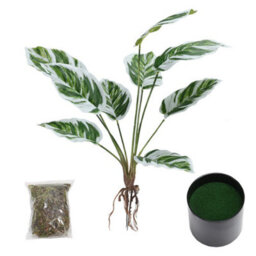 Living And Home Potted Fake Plants Artificial Calathea White Fusion For Home Decoration 545mm (H) - thumbnail 3