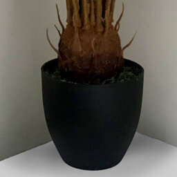 Large Artificial Palm Tree 70Cm Cycas Realistic Plant Leaf Design Uk Premium Botanik - thumbnail 3