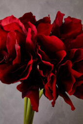 Orsina Amaryllis Stem - 72Cm Burgundy, Deep Burgundy Petals With Realistic Texture And Form, Striking Faux Flower - thumbnail 4