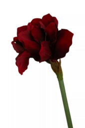 Orsina Amaryllis Stem - 72Cm Burgundy, Deep Burgundy Petals With Realistic Texture And Form, Striking Faux Flower - thumbnail 5