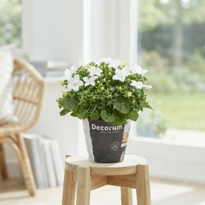 White Campanula 'atlanta' - 11Cm Pot - image 1