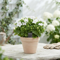 White Campanula 'atlanta' - 11Cm Pot - thumbnail 9