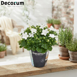 White Campanula 'atlanta' - 11Cm Pot - thumbnail 5