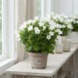 White Campanula 'atlanta' - 11Cm Pot - thumbnail 8