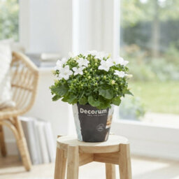 White Campanula 'atlanta' - 11Cm Pot - thumbnail 1