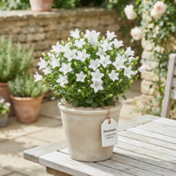 White Campanula 'atlanta' - 11Cm Pot - thumbnail 4