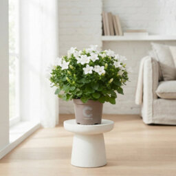 White Campanula 'atlanta' - 11Cm Pot - thumbnail 3