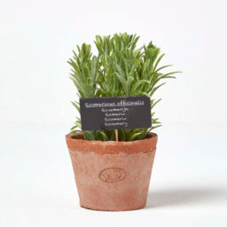Homescapes Artificial Green Handcrafted Rosemary Plant In Decorative Pot, 18 X 10 Cm - thumbnail 1