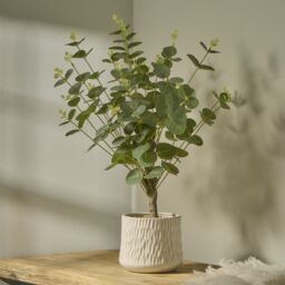 Green 62Cm Eucalyptus Artificial Plant In Natural Ceramic Pot - thumbnail 7