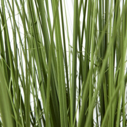 Wyld Haus Large Artificial Onion Grass Plant 120Cm Pot Not Included - thumbnail 3