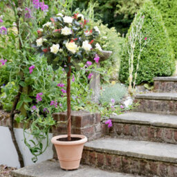GreenBrokers Artificial White Rose Tree 30 Flowers 120Cm/4Ft - thumbnail 3