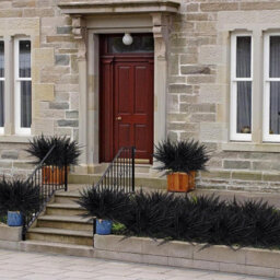 Artificial Boston Fern Plants, 10 Pieces, Artificial Plants, Decorative Fake Plants, Artificial Branches, Black - thumbnail 5
