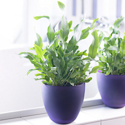Gardeners Dream Phlebodium Blue Star - Indoor Fern With Bright Green Leaves, Easy To Care For, Tabletop Plant (25-35Cm Height Including Pot) - image 1