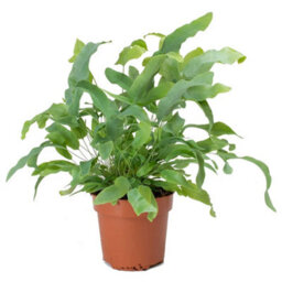 Gardeners Dream Phlebodium Blue Star - Indoor Fern With Bright Green Leaves, Easy To Care For, Tabletop Plant (25-35Cm Height Including Pot) - thumbnail 2