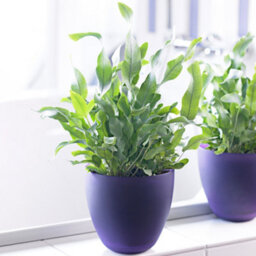 Gardeners Dream Phlebodium Blue Star - Indoor Fern With Bright Green Leaves, Easy To Care For, Tabletop Plant (25-35Cm Height Including Pot) - thumbnail 1