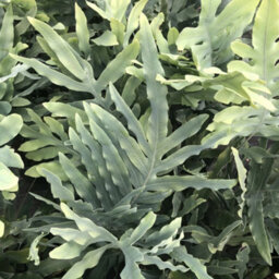 Gardeners Dream Phlebodium Blue Star - Indoor Fern With Bright Green Leaves, Easy To Care For, Tabletop Plant (25-35Cm Height Including Pot) - thumbnail 3