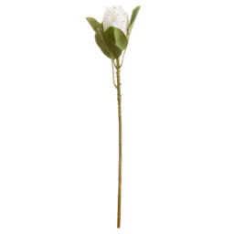 Wyld Haus Set Of 3 Closed White Protea Artificial Flower Stems 670mm - thumbnail 1