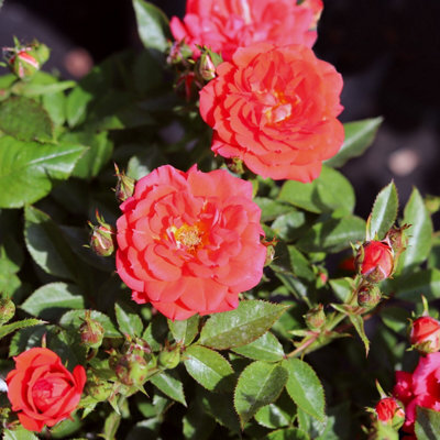 Special Wishes Rose Garden Plant Plastic Olive Planter Green