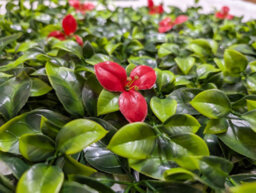 Best Artificial Laurel Leaf & Red Flowers Hedging Mats 50Cm X 50Cm Privacy Garden Screen - thumbnail 3