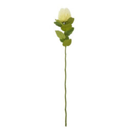 Wyld Haus Set Of 3 Cream Banksia Stems 590mm Artificial Flowers