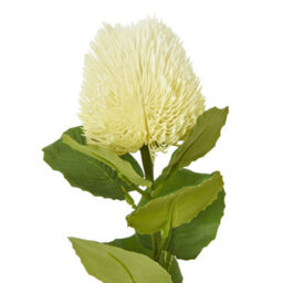 Wyld Haus Set Of 3 Cream Banksia Stems 590mm Artificial Flowers - thumbnail 2