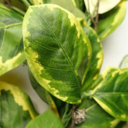 Leaf 180Cm Artificial Garland Trailing Hanging Golden Ficus Plant - thumbnail 2