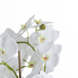 Wyld Haus Artificial Plant Large White Orchid Flowers And Fern In Rootball - thumbnail 3