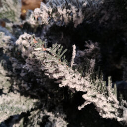Samuel Alexander 8Ft (240Cm) Premier Slim Green Lapland Spruce Snow Flocked Christmas Tree Pe Pvc Mixed Branches - thumbnail 6