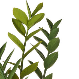 Wyld And Coco 76Cm Artificial Potted Zamiifolia (Zz) Plant - Green And Black Decorative Indoor Accessory - thumbnail 3