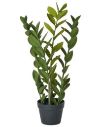 Wyld And Coco 76Cm Artificial Potted Zamiifolia (Zz) Plant - Green And Black Decorative Indoor Accessory - thumbnail 1