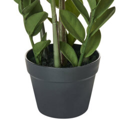 Wyld And Coco 76Cm Artificial Potted Zamiifolia (Zz) Plant - Green And Black Decorative Indoor Accessory - thumbnail 5