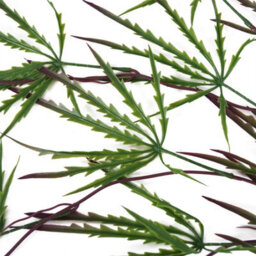 Leaf Pack Of 12 X 100Cm Artificial Hanging Acer Spider Plant - thumbnail 3