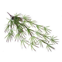 Leaf Pack Of 12 X 100Cm Artificial Hanging Acer Spider Plant - thumbnail 5