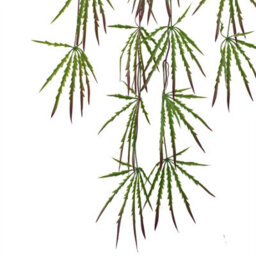 Leaf Pack Of 12 X 100Cm Artificial Hanging Acer Spider Plant - thumbnail 6