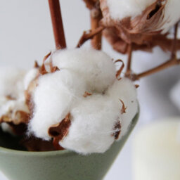 Carbeth Plants 2 X Natural Dried Cotton Stems - Approx. 60Cm In Height - Dried Flowers - Ideal For Home Décor - Flower Arranging - thumbnail 4