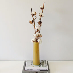 Carbeth Plants 2 X Natural Dried Cotton Stems - Approx. 60Cm In Height - Dried Flowers - Ideal For Home Décor - Flower Arranging