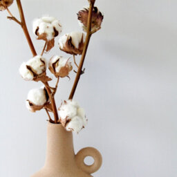 Carbeth Plants 2 X Natural Dried Cotton Stems - Approx. 60Cm In Height - Dried Flowers - Ideal For Home Décor - Flower Arranging - thumbnail 7