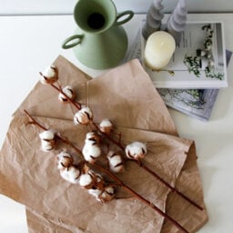 Carbeth Plants 2 X Natural Dried Cotton Stems - Approx. 60Cm In Height - Dried Flowers - Ideal For Home Décor - Flower Arranging - thumbnail 3