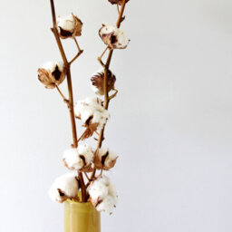 Carbeth Plants 2 X Natural Dried Cotton Stems - Approx. 60Cm In Height - Dried Flowers - Ideal For Home Décor - Flower Arranging - thumbnail 2