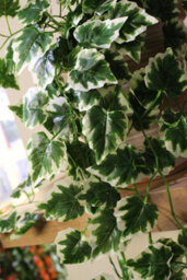 Best Artificial 100Cm Variegated Grape Trailing Ivy Garland Strings Strands Twines Decoration - Ti01 - thumbnail 3