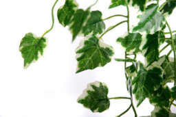 Best Artificial 100Cm Variegated Grape Trailing Ivy Garland Strings Strands Twines Decoration - Ti01 - thumbnail 2