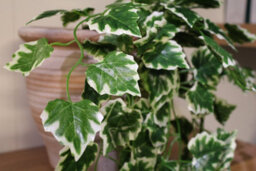 Best Artificial 100Cm Variegated Grape Trailing Ivy Garland Strings Strands Twines Decoration - Ti01 - thumbnail 4