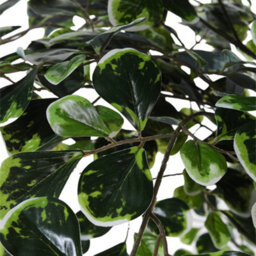 Thehotsale Artificial Zamioculcas Decorative Plant In Pot 185 Cm H - thumbnail 4